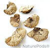 Sponge Mushroom Caps