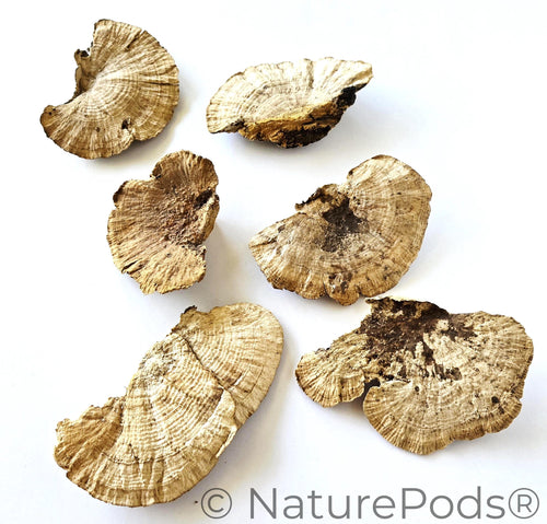Sponge Mushroom Caps