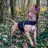 Bestia Dog Sport Weighted Harness