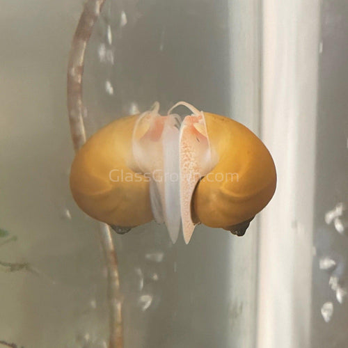 Golden Mystery Snail