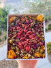 Bunnies Garden Forage Mix
