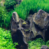 Bumblebee Horned Nerite Snail 3 Pack
