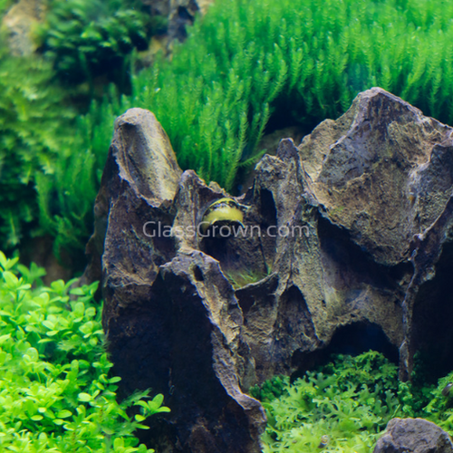 Bumblebee Horned Nerite Snail 3 Pack