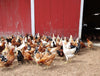 DuraStat Poultry Water Supplement 4g Oregano Essential Oils Antibiotic-Free