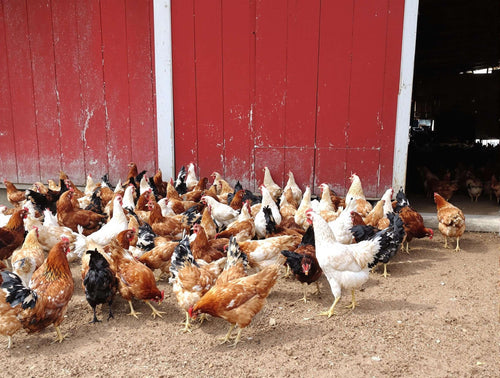 DuraStat Poultry Water Supplement 4g Oregano Essential Oils Antibiotic-Free