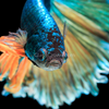 Male Mustard Gas Halfmoon Betta