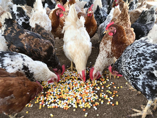 Complete Poultry Health & Hydration Super Bundle – 3 Gallon Drinkers + Vitamins + Oregano + Pick-No-More + VetRx
