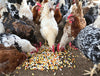 DuraStat Poultry Water Supplement 4g Oregano Essential Oils Antibiotic-Free 40-Pack
