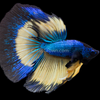 Male Mustard Gas Halfmoon Betta