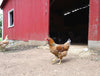 DuraStat Poultry Water Supplement 4g Oregano Essential Oils Antibiotic-Free