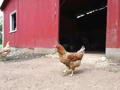 DuraStat Poultry Water Supplement 4g Oregano Essential Oils Antibiotic-Free 40-Pack