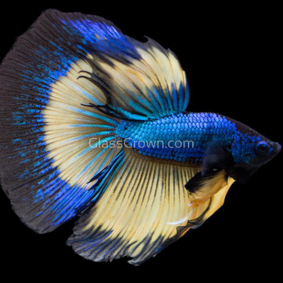 Male Mustard Gas Halfmoon Betta