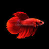 Male Super Red Halfmoon Betta