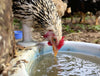 DuraStat Poultry Water Supplement 4g Oregano Essential Oils Antibiotic-Free 40-Pack