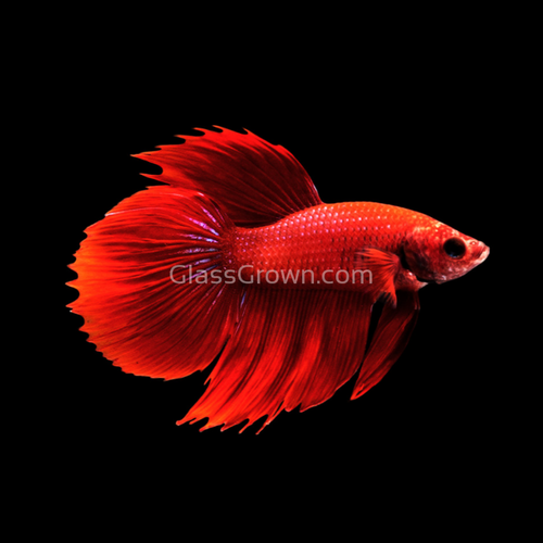 Male Super Red Halfmoon Betta