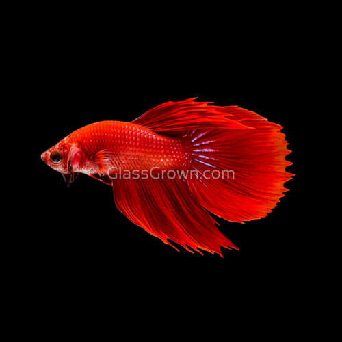 Male Super Red Halfmoon Betta