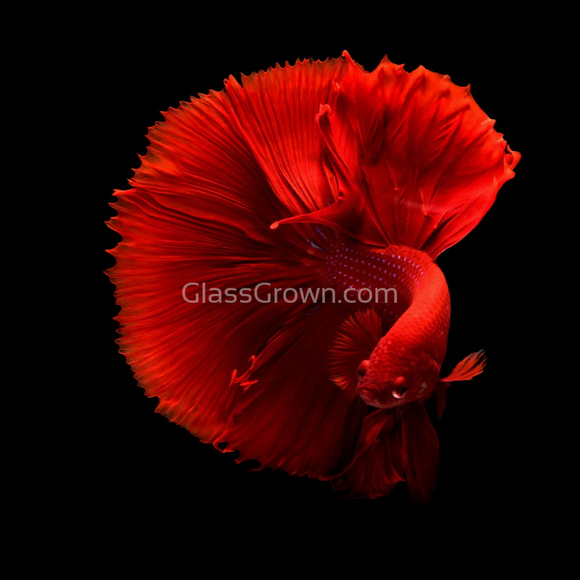Male Super Red Halfmoon Betta