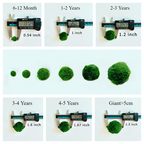 1PCS Marimo Moss Balls For Aquarium Multiple Size - Sample Minimum Kokedama Japanese Algae Ball Wholesale