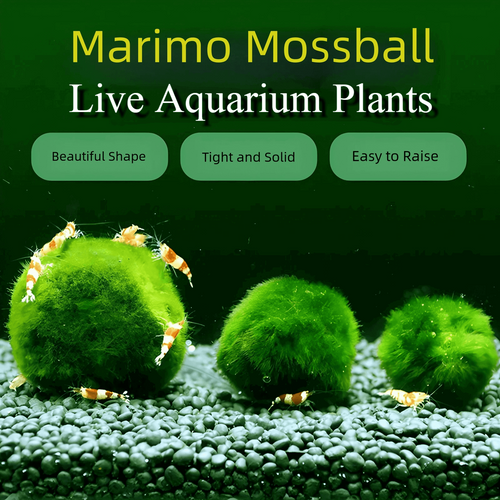 1PCS Marimo Moss Balls For Aquarium Multiple Size - Sample Minimum Kokedama Japanese Algae Ball Wholesale
