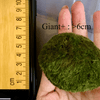 1PCS Marimo Moss Balls For Aquarium Multiple Size - Sample Minimum Kokedama Japanese Algae Ball Wholesale