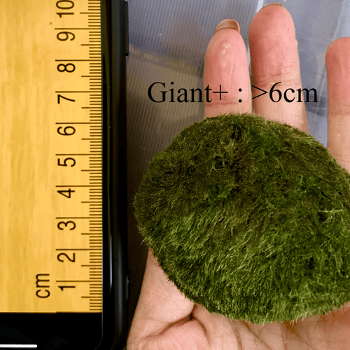 1PCS Marimo Moss Balls For Aquarium Multiple Size - Sample Minimum Kokedama Japanese Algae Ball Wholesale