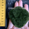 1PCS Marimo Moss Balls For Aquarium Multiple Size - Sample Minimum Kokedama Japanese Algae Ball Wholesale