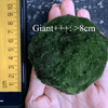 1PCS Marimo Moss Balls For Aquarium Multiple Size - Sample Minimum Kokedama Japanese Algae Ball Wholesale