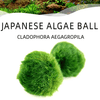 Marimo Moss Balls For Aquarium 5PCS Multiple Size Moss Ball Aqua Plant Pet Bulk Sale - Kokedama Japanese Algae Ball Wholesale