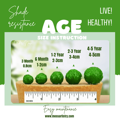 Live Marimo Moss Ball Aquarium 6PCS Set Kokedama Ball for 20 Gallon Aquarium