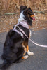 Asteria Leash