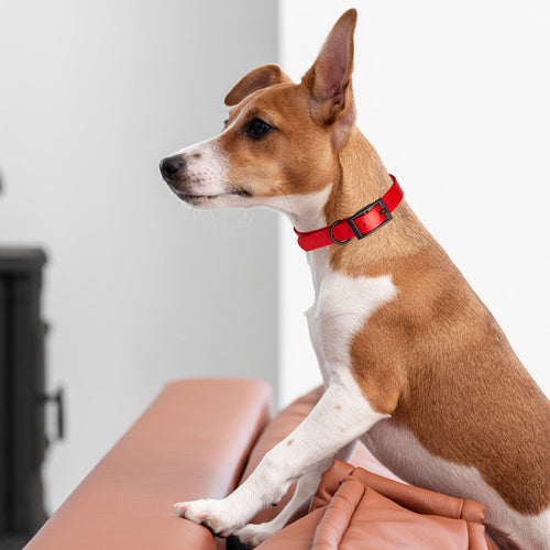 Dogline Biothane Waterproof Dog Collar with Black Hardware -  1.5 Wide, Size XL (20 to 24 inches)