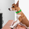 Dogline Biothane Waterproof Dog Collar with Black Hardware -  1.5 Wide, Size L (16 to 20 inches)