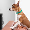 BioThane Waterproof Dog Collar - XS: L 9-12 x W 1/2 - Black OR Brass Hardware