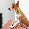 Dogline Biothane Waterproof Dog Collar with Black Hardware -  1.5 Wide, Size XXL (24 to 28 inches)