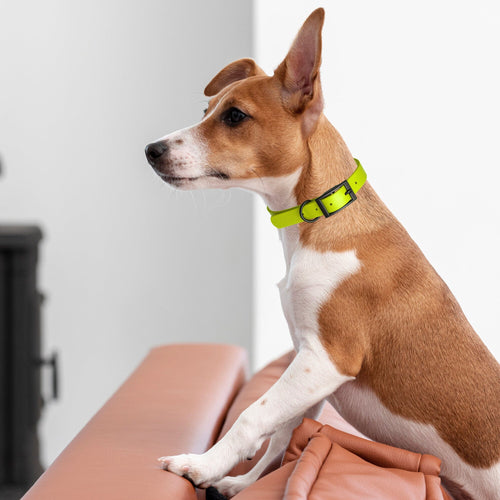 Dogline Biothane Waterproof Dog Collar with Black Hardware -  1.5 Wide, Size XXL (24 to 28 inches)