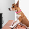 Viper Biothane Waterproof Dog Collar - Brass Hardware - Size L (18 to 22 inches)