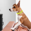 Viper Biothane Waterproof Dog Collar - Brass Hardware - Size XL (22 to 25 inches)