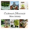 1PCS Marimo Moss Balls For Aquarium Multiple Size - Sample Minimum Kokedama Japanese Algae Ball Wholesale