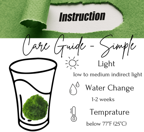 Marimo Moss Balls For Aquarium 10PCS Multiple Size Moss Ball Aqua Plant Pet Bulk Sale - Kokedama Japanese Algae Ball Wholesale