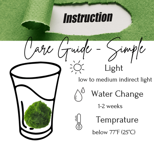 Large Marimo Moss Ball 1 pc 4-5cm LIVE Marimo Moss Ball Pet - Japanese Algae Ball