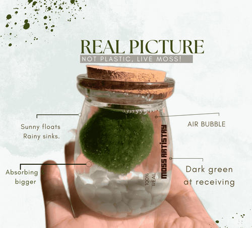 1PCS Marimo Moss Balls For Aquarium Multiple Size - Sample Minimum Kokedama Japanese Algae Ball Wholesale
