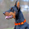 BioThane Waterproof Dog Collar - XS: L 9-12 x W 1/2 - Black OR Brass Hardware