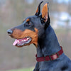 Dogline Biothane Waterproof Dog Collar with Black Hardware -  1.5 Wide, Size L (16 to 20 inches)