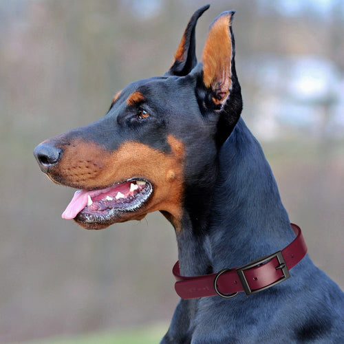 Dogline Biothane Waterproof Dog Collar with Black Hardware -  1.5 Wide, Size L (16 to 20 inches)