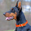 Viper Biothane Waterproof Dog Collar - Brass Hardware - 1.5in Wide, Size L (16 to 20 inches)