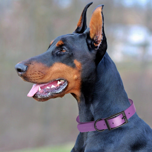Dogline Biothane Waterproof Dog Collar with Black Hardware -  1.5 Wide, Size XL (20 to 24 inches)