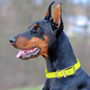 Viper Biothane Waterproof Dog Collar - Brass Hardware - 1.5in Wide, Size XXL (24 to 28 inches)