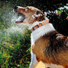 Biothane Translucent Reflective Dog Collar