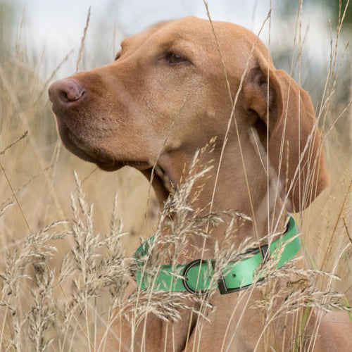 Biothane Waterproof Dog Collar - X-Small (9 to 12 inches)