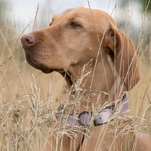 Dogline Biothane Waterproof Dog Collar with Black Hardware -  1.5 Wide, Size L (16 to 20 inches)